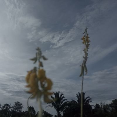 pencinta puisi