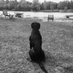 Sit Means Sit Dog Training - Waukesha (@smswaukesha) Twitter profile photo Sit Means Sit Dog Training - Waukesha (@smswaukesha) Twitter profile photo