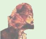 PoetryChaikhana's profile picture. Sacred poetry from around the world.