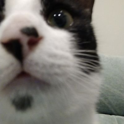 sangayango's profile picture. (Dia)Bético