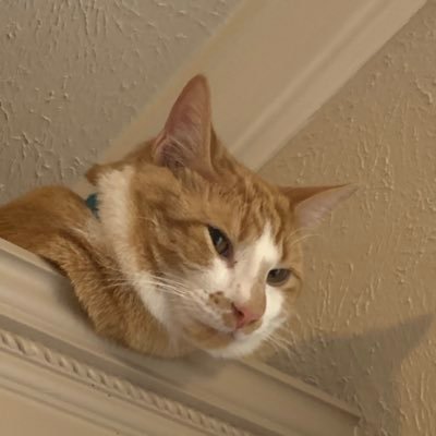 ancomgeorge's profile picture. 
