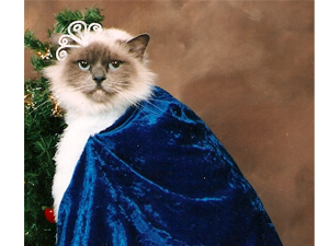 MarquisCattery's profile picture. We specialise in providing tailored care for each individual cat and ensure each one receives loads of love and attention.