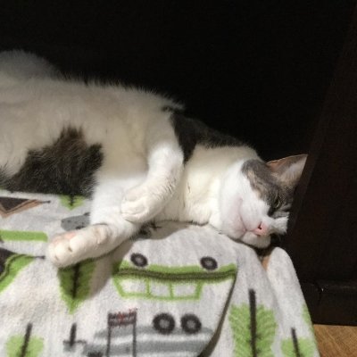 ok
(also I use random pictures of my cats as profile pictures)