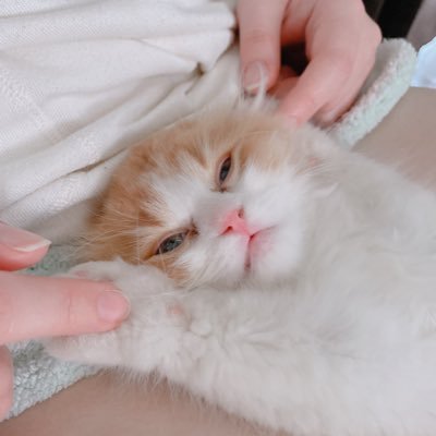 一目惚れして飼いました、スコティッシュ1歳です🥳 無言フォローごめんなさい。