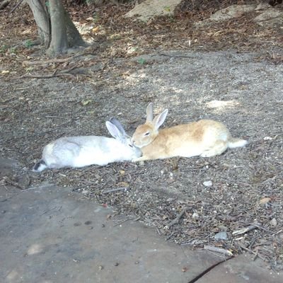巳苑さんのプロフィール画像