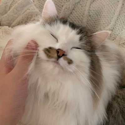 Chat à poil long(フランス語で長毛猫/シャポワルロン)からポワルと名付けました🐈猫と同棲カップル/保護猫/猫アレルギー持ち/2人で呟きます/無言フォロー失礼します
