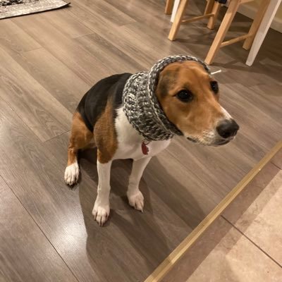 scottrens's profile picture. audio app developer, tuanon expect us, 🇮🇲