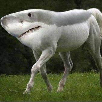 Rizqihafiz5's profile picture. 