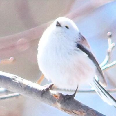 ぼーちゃんの日記Twitter⛩️🐈🐈