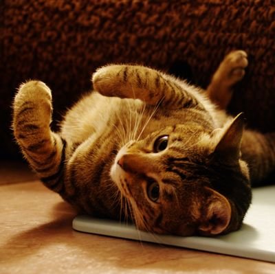 ニャンコ🐈️大好き💕
興味のある事柄や人をフォロー&ROMってます
過去、現在の周りに居るニャンコの写真&etc.をつぶやきます😊 【一級ちゅ~る提供技能士】