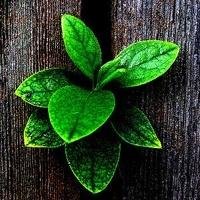 douxiaodouxiao1's profile picture. huangxiaodou