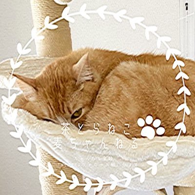 ふてぶて猫の麦チャンネル Mugichannel0912 Twitter ふてぶて猫の麦チャンネル Mugichannel0912 Twitter