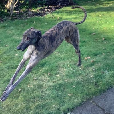 Professional Trainer (Tom Edgar) attached to @newcastledogs | Cumbria branch of @greyhoundtrust | kennels@jubileekennels.co.uk OR Cumbria@greyhoundtrust.org.uk