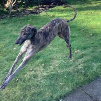 Jubilee Kennels (@jubileekennels) 's Twitter Profile Photo Jubilee Kennels (@jubileekennels) 's Twitter Profile Photo