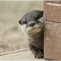 カワウソくん®นาก (@thaikawauso1984) 's Twitter Profile