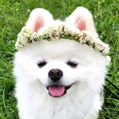タレ目の犬 ポメラニアン 謎のポーズ 風強すぎて切り抜き雑なコラっぽい タレ目の犬 ポメラニアン 謎のポーズ 風強すぎて切り抜き雑なコラっぽい