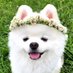 タレ目の犬(ポメラニアン) (@pomeranian2015) Twitter profile photo タレ目の犬(ポメラニアン) (@pomeranian2015) Twitter profile photo