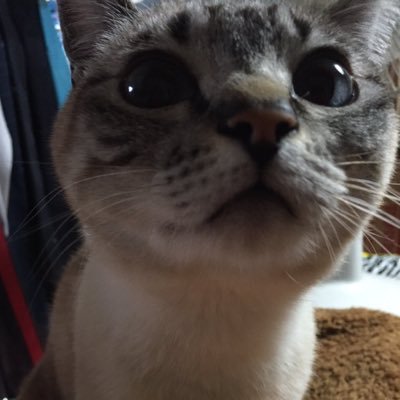 srtm_hinamaturi's profile picture. 🎎あかりをつけましょ  ぼんぼりに🎎とびつくあげましょ  しらたまに🐱5ひきもいるのよ  ねこたちが😸きょうも  かわいい  おねこさま💕