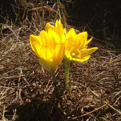 Yitik_Edebiyat's profile picture. https://t.co/BcetKgZVdU🌹
https://t.co/ynyPNW2nyD🌹