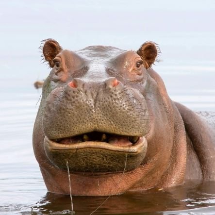 Just your Average Hippo