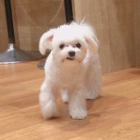 ๐ (@p11___5) 's Twitter Profile