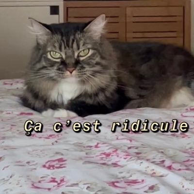 parentsarecruel's profile picture. a cat who’s a psychotherapist • (hiss/purr pronouns)