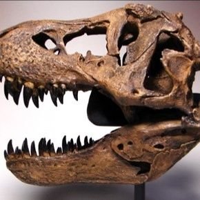 フリーランスのQAエンジニア(屋号:Q-Rex) | 開発現場でのQA・品質保証に関する情報をつぶやきます | QAチーム立ち上げ関連のご相談もお気軽にどうぞ!📩 | 地元の埼玉県狭山市で狭山茶販売を行う会社Tea-Rexの代表もやっています🍵(@tearex_sayama)
