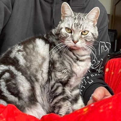 TogetherYasu's profile picture. ayasiさん︎💕︎(マリアさん🦥)yuuki🌈さん💕(🌈ひかりさん)とを応援するのを切っ掛けにTwitter開始👌兎味😈ペロリナちゃん応援して魔す😈
スロット大好き😆阪神タイガース虎キチ🐯
#ayasi
#yuuki
#兎味ペロリナ