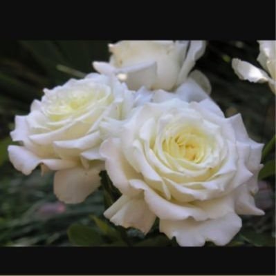 AlhartyN2's profile picture. ‏‏دكتوراه في الفقه بجامعة الإمام محمد بن سعود الإسلامية و مدربة معتمدة بمركز المالك عبد العزيز للحوار الوطني