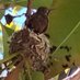 Humming Birb (@harveybirblaw) Twitter profile photo Humming Birb (@harveybirblaw) Twitter profile photo