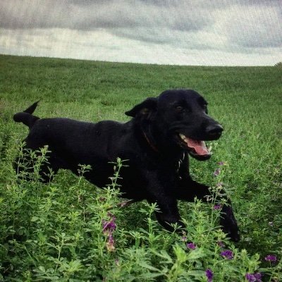 mary_seifert's profile picture. Mother of four, cozy mystery author, dog lover, avid reader, former teacher, and puzzle-solver