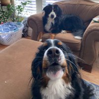 Belle and Fritz (@belleandfritz) 's Twitter Profile