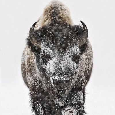 Veteran | SKO Buffs | COYS | Go Avs! | Broncos | Nuggets | Rox
