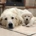 Golden Retriever Glenda (@GlendaRetriever) Twitter profile photo