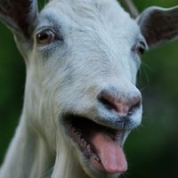 RedQu 🇺🇦 (@redqucs) 's Twitter Profile Photo RedQu 🇺🇦 (@redqucs) 's Twitter Profile Photo