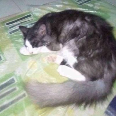 Khairul07356475's profile picture. suka buah dada