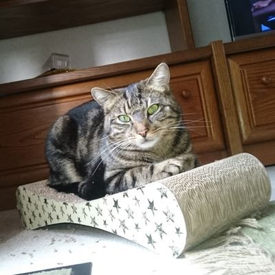 Bennys_Personal's profile picture. 