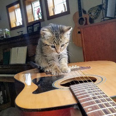 TheHarmonyCat's profile picture. Writer.Artist.Nana. 🎵 In my spare time, I write unfinished novels & songs about cowboys. #cnf #binders #musicislife #generationjones