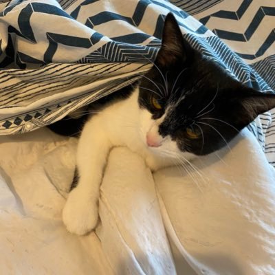 Bidibloupe's profile picture. 