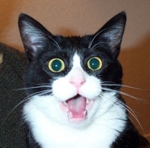 IjetoryL's profile picture. -고양이와 새를 좋아하는 남자-