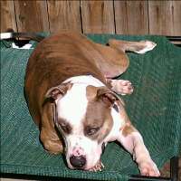 rdogspca's profile picture. 