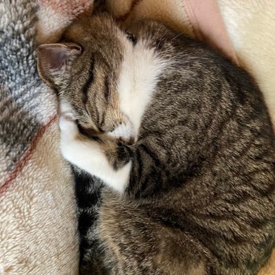 nobi香さんのプロフィール画像