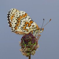 Wayne NSL Butterflies(@nslbutterflies) 's Twitter Profile Photo