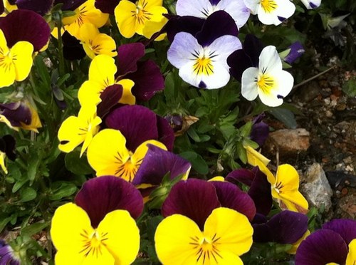 tonyht283020's profile picture. 