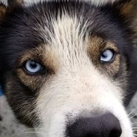 akdogdriver(@dogdriverak) 's Twitter Profile Photo