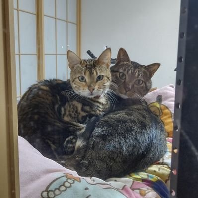 ブヒモア على تويتر 猫 キジトラ ベンガル 猫のいる暮らし 猫動画 暖房ゾーンをめぐっての争い