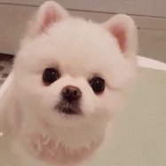 Lincon20212021's profile picture. 