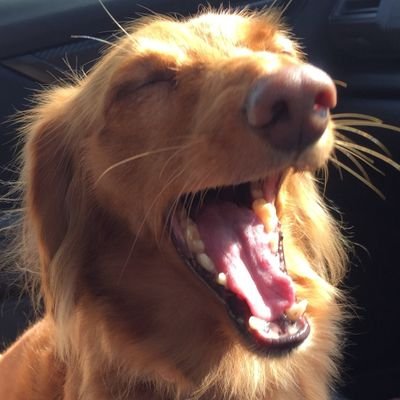 pinkomelette's profile picture. 