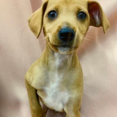 Jospictjaqozw 50 犬 つむじ おしり 犬 つむじ おしり Jospictjaqozw 50 犬 つむじ おしり 犬 つむじ おしり