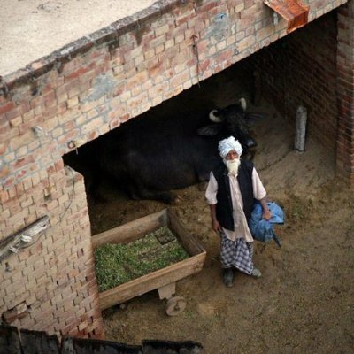 farmerp49239449's profile picture. 